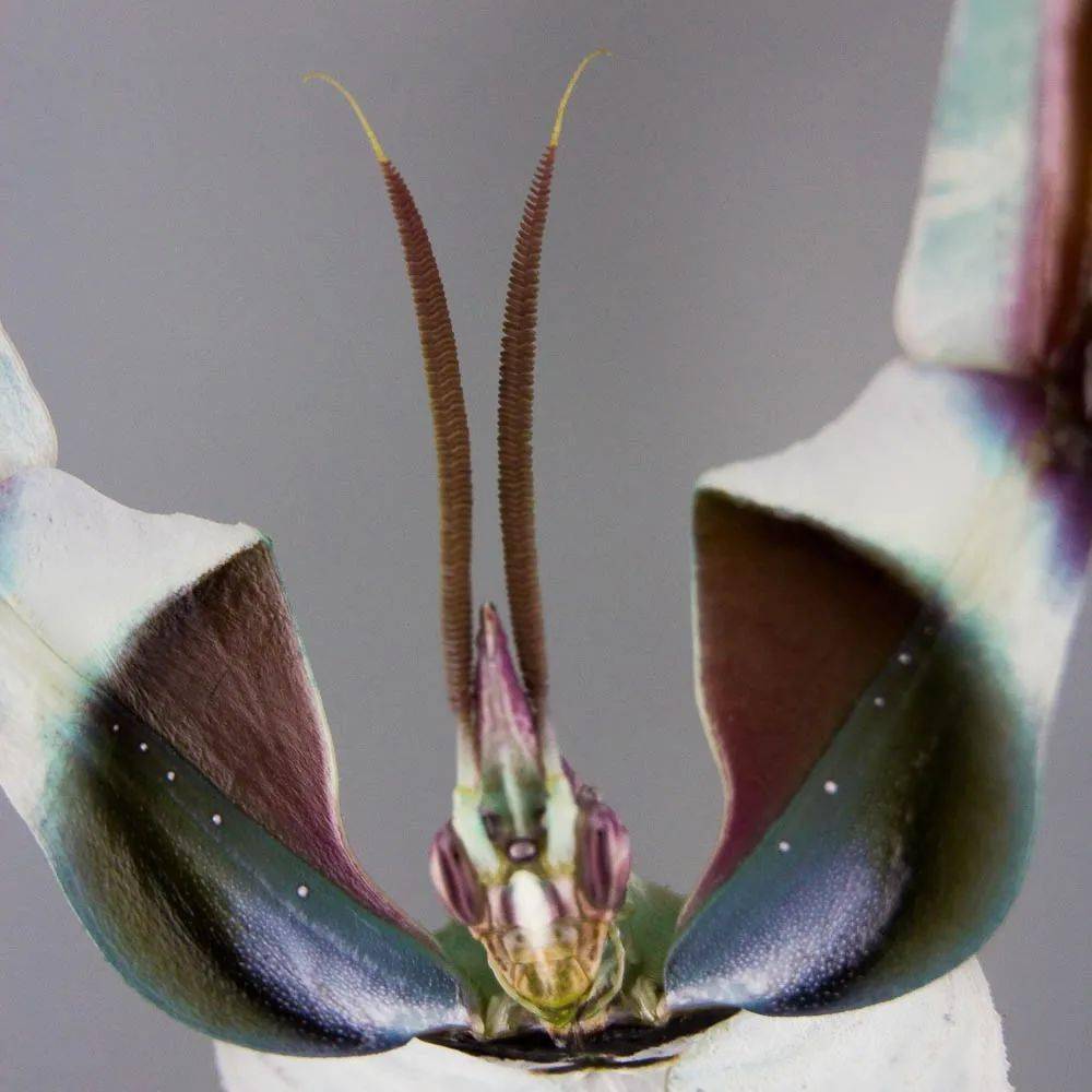 魔花螳螂世界上体型最大的螳螂有多美