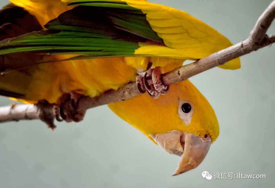 物种图册-金黄锥尾鹦鹉_golden