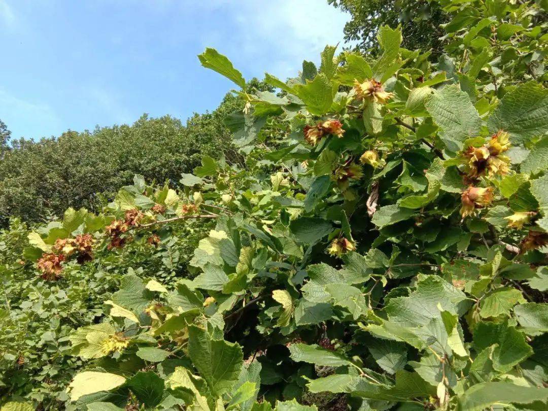 马家寨镇:秋收时节,收榛忙_榛子