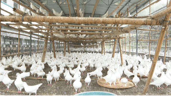 德庆县播植镇小小鸽子飞出致富路