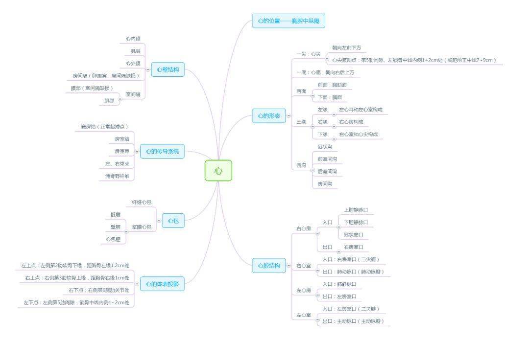 解剖學思維導圖完整版人手一份