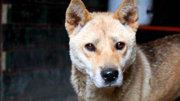 农村老爷爷养的这只中华田园犬黑舌立耳红眼睛大家看品相怎样