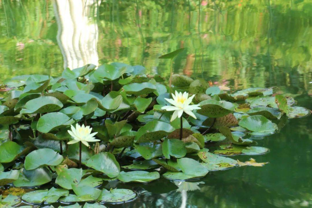 市中心赏莲花静安公园莲华之境