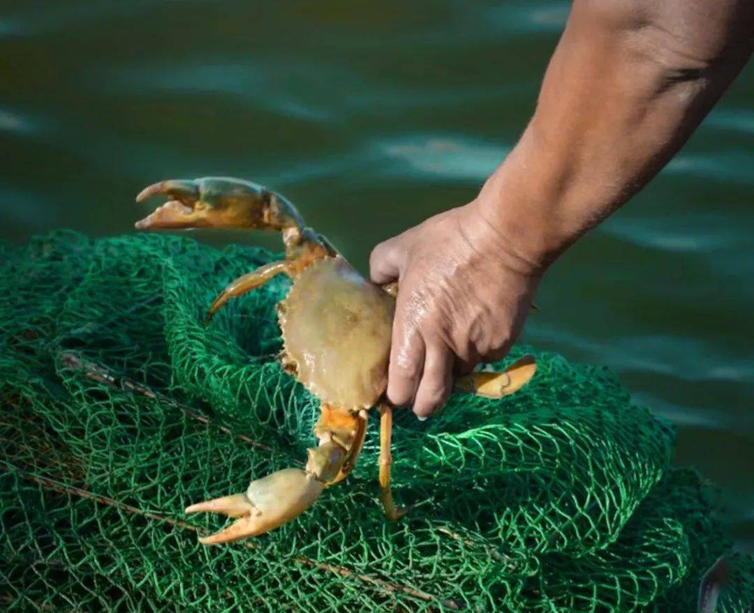 在三门"舞爪横行"的青蟹,到了最好吃的时候啦!