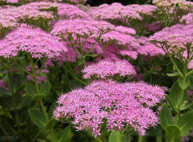 天坛公园八宝花竞相绽放,娇艳芬芳,成为秋日一道美丽迷人风景_建筑