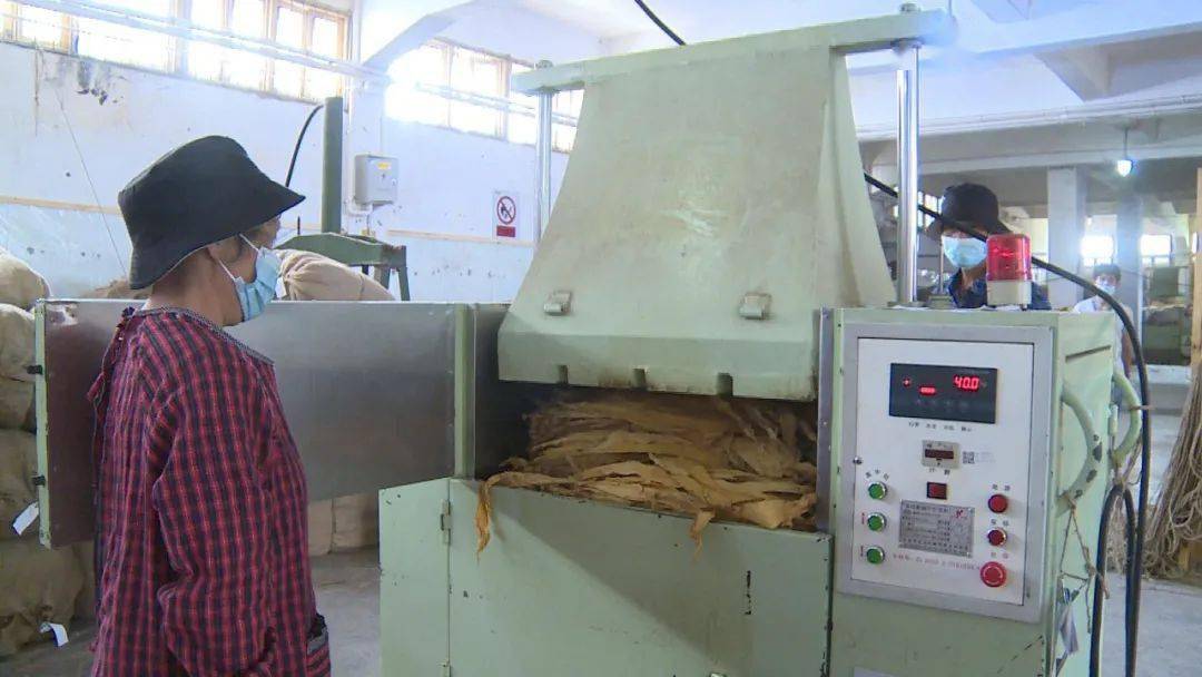 巍山烤烟收到什么程度?