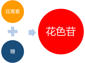 葡萄着色其实是植物体内糖分积累以及糖分转变成花色苷的过程