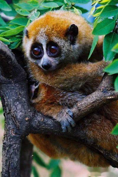 大眼萌——倭蜂猴