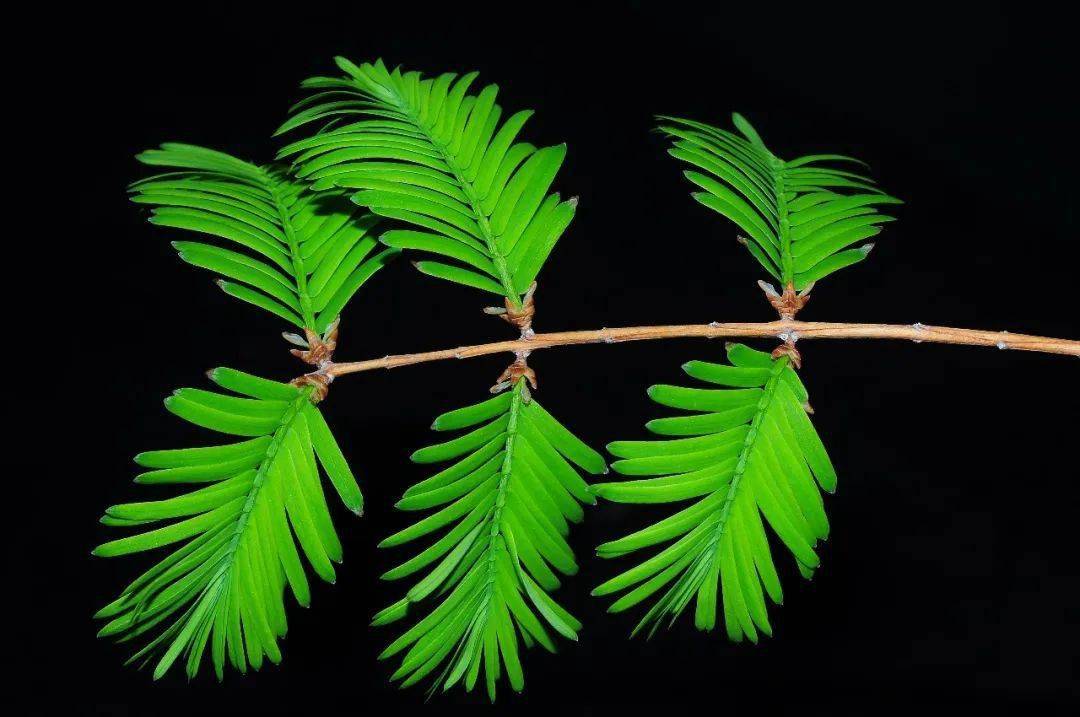 水杉:高耸直立冲云霄,气势轩昂非等闲