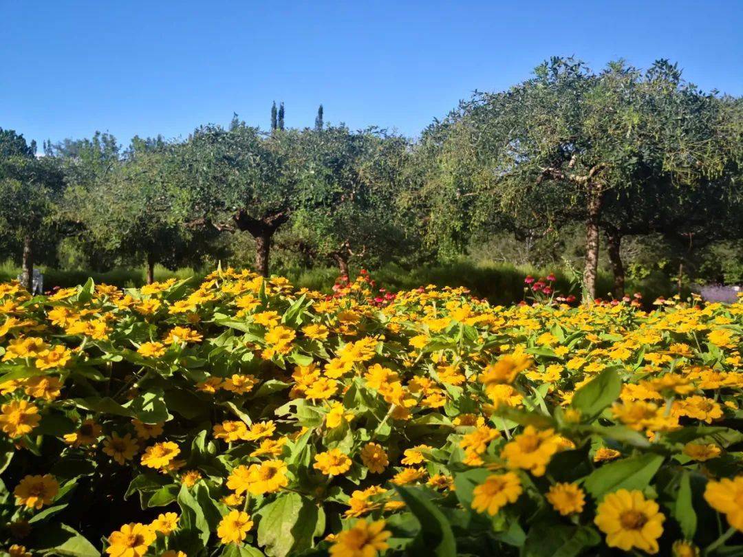 顺义这片菊花海已盛放!错过要再等一年!