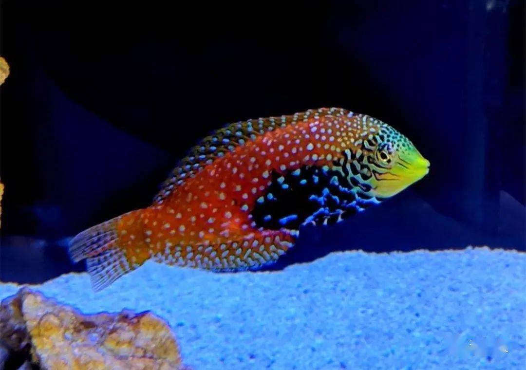 蓝星珍珠龙隆头鱼里的明星