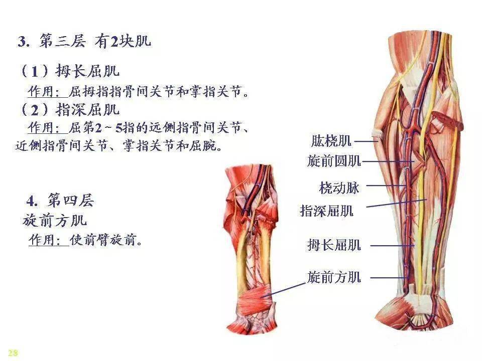 骨骼肌解剖图