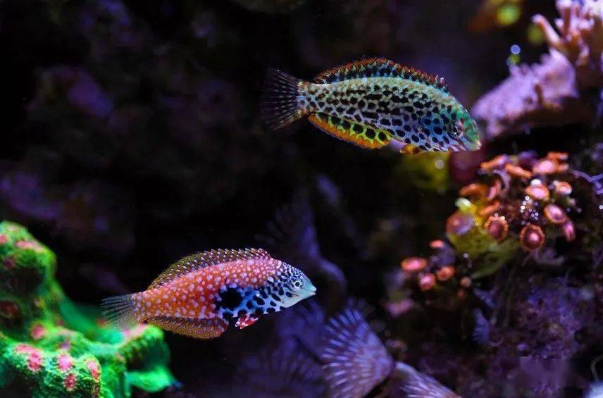 蓝星珍珠龙隆头鱼里的明星