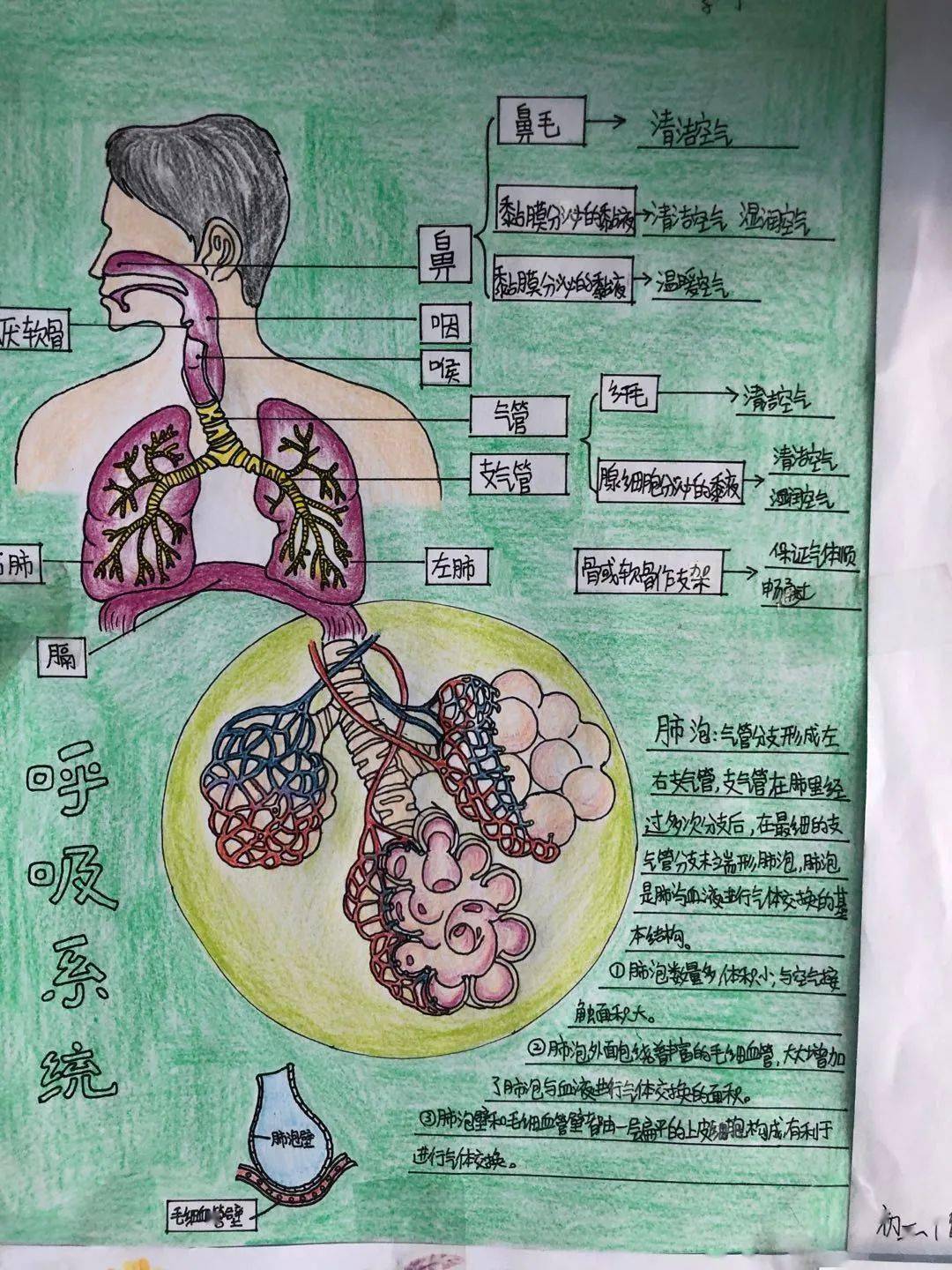 人体结构简图手抄报图片