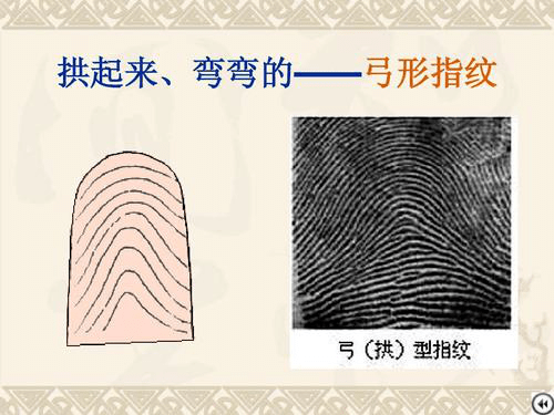 弓形纹分类图片