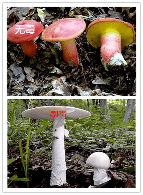 蘑菇盛产季长汀人谨防食用野生毒蘑中毒
