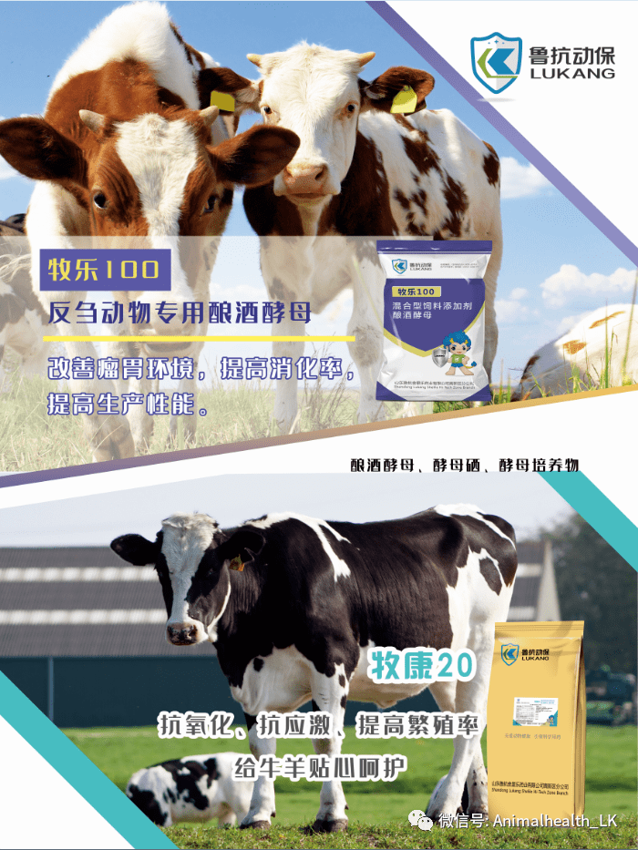 邀请函 || 鲁抗动保邀您参加第十一届中国奶业大会