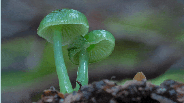 青绿湿伞菌图片图片