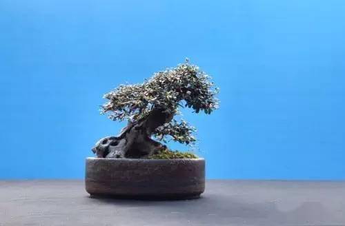 (实战)平常荀子小桩,高压改造变精品