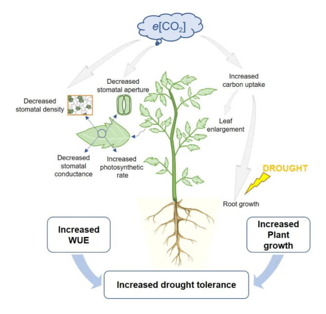 possible mechanism for the modulation of e[co2] on stomatal