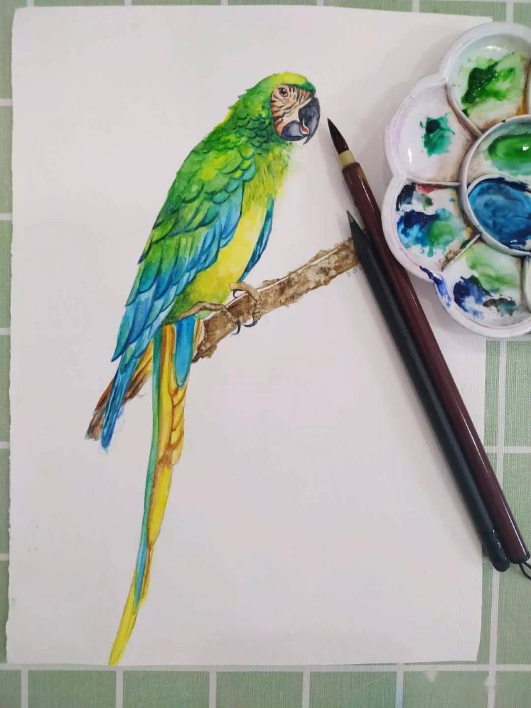 【一起画水彩】金刚鹦鹉