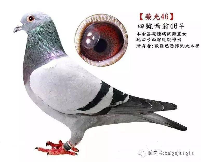 黑目灰鸽是种精