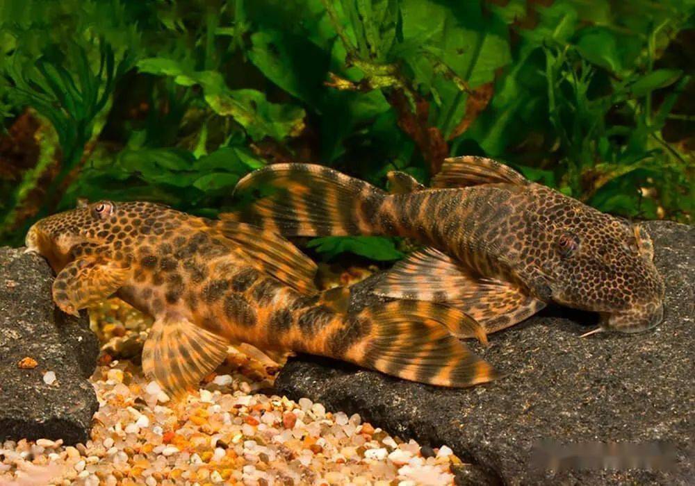 每天认识一种南美鱼101蛇纹美洲豹