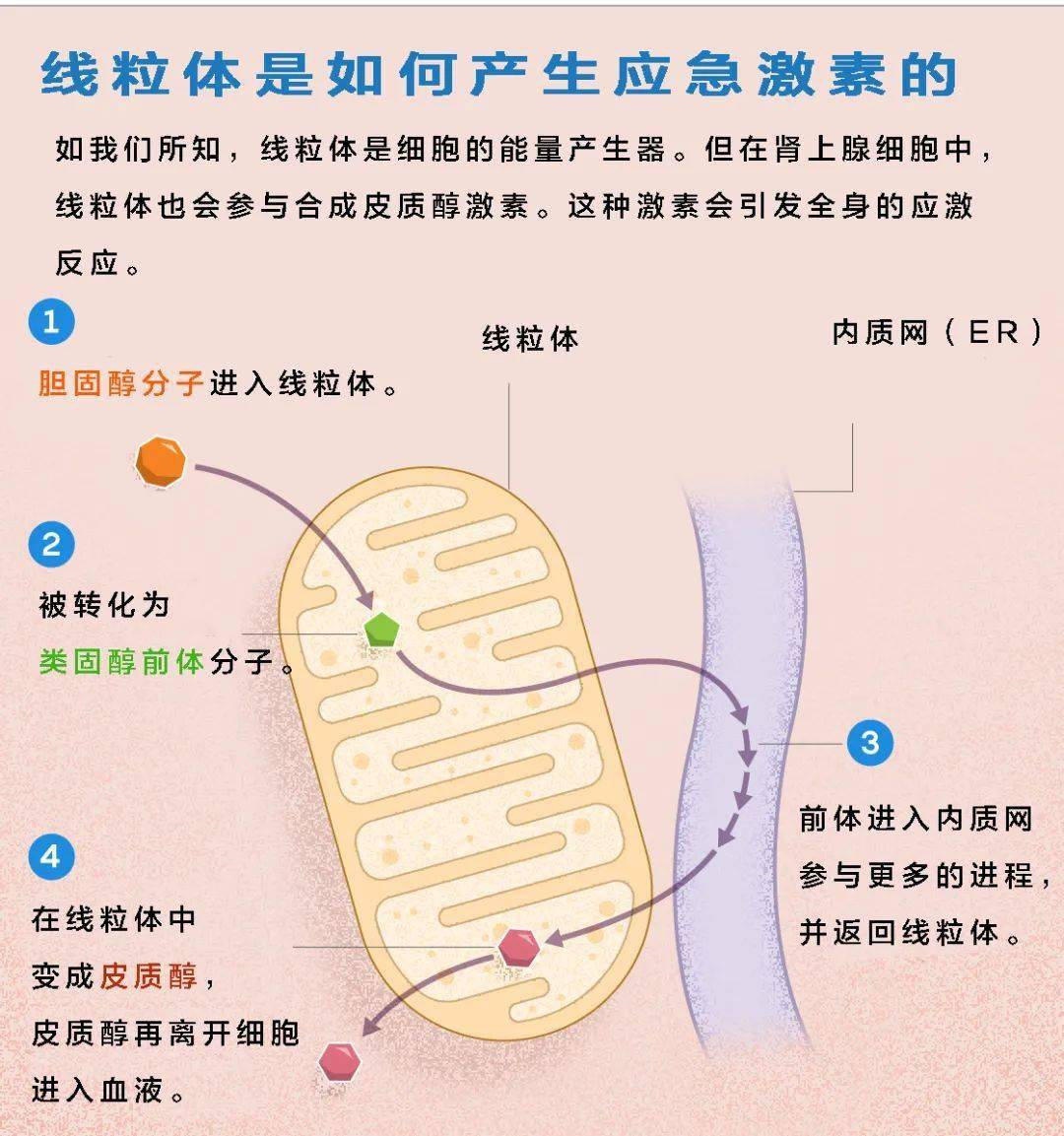 焦慮與線粒體的隱秘關係