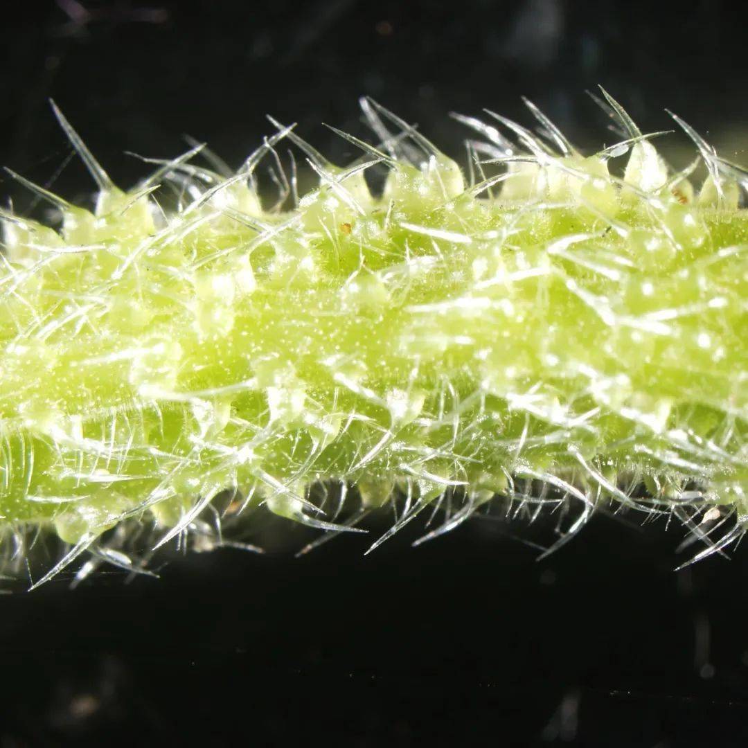 摸一下这“毛茸茸”的植物,你就能体会什么叫痛不欲生丨一周科技_北极
