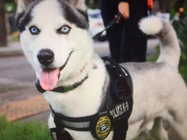 训练哈士奇当警犬,没想到把警队拆了!