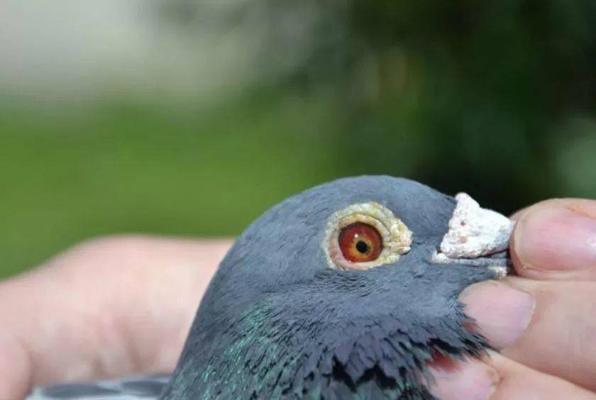 老龄奇鸽九岁白条摘冠