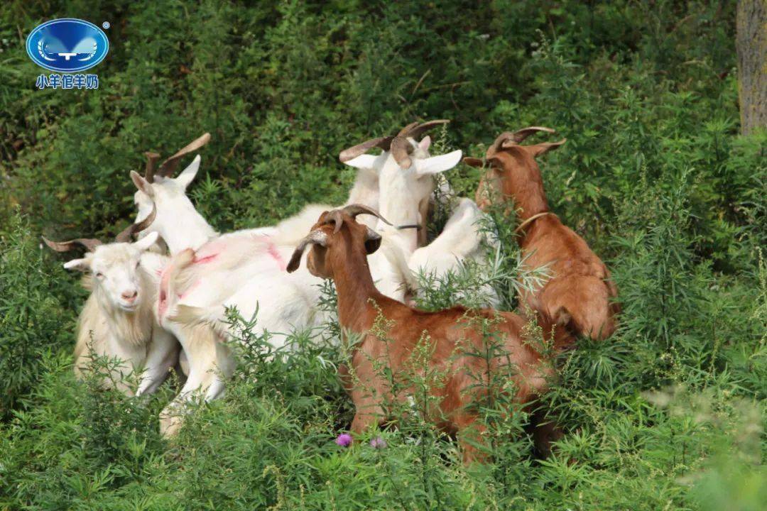 小羊倌2020年销售精英陕西之旅精彩回顾连载报道二