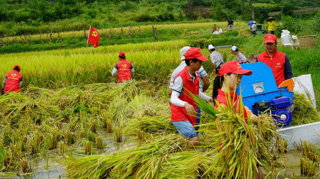 黄平县千名党员干部深入田间地头助农抢秋收