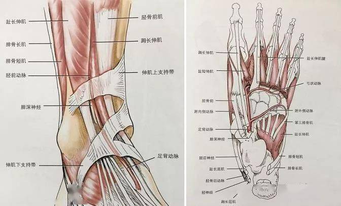 下肢血管解剖及cta檢查