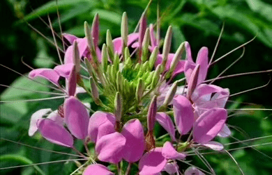 如兰分享自知不二醉蝶花