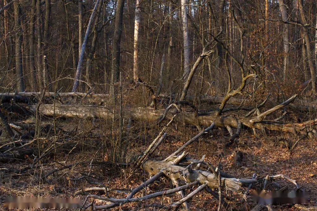 全球森林面积在20年间减少近1亿公顷