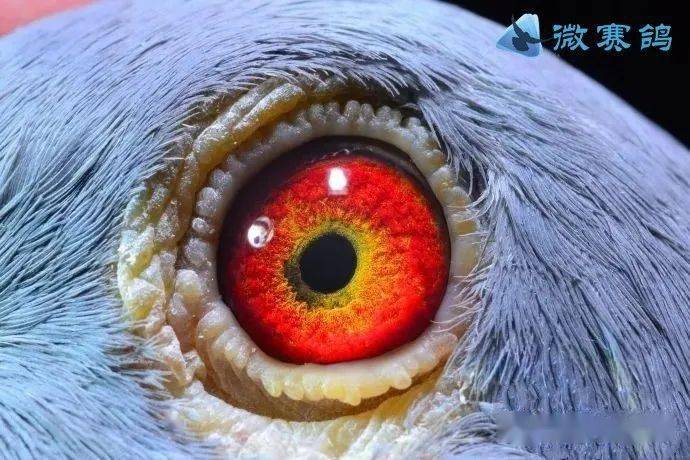高价引进的种鸽,这才是种鸽眼!_眼睛