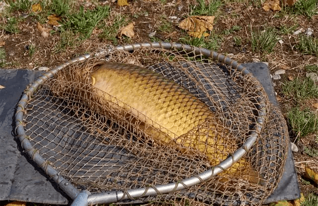 秋釣時,為啥鯉魚總是脫鉤?老釣友坦言:多半是這些原因引起的