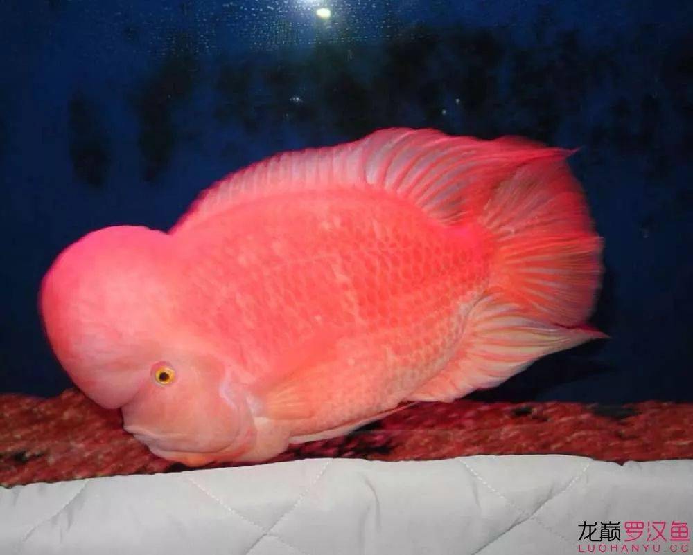 红马罗汉鱼公母图片