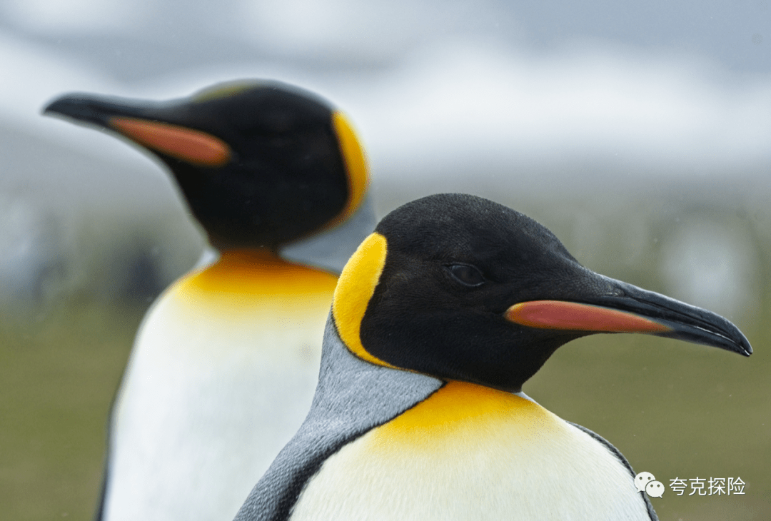 猕猴桃企鹅的王储之路