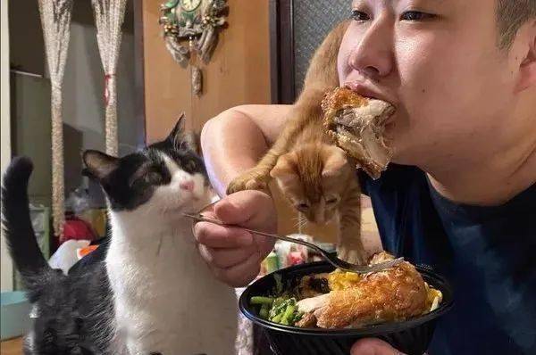 饲主正要吃鸡腿饭3只猫咪像磁铁一样瞬间吸过来