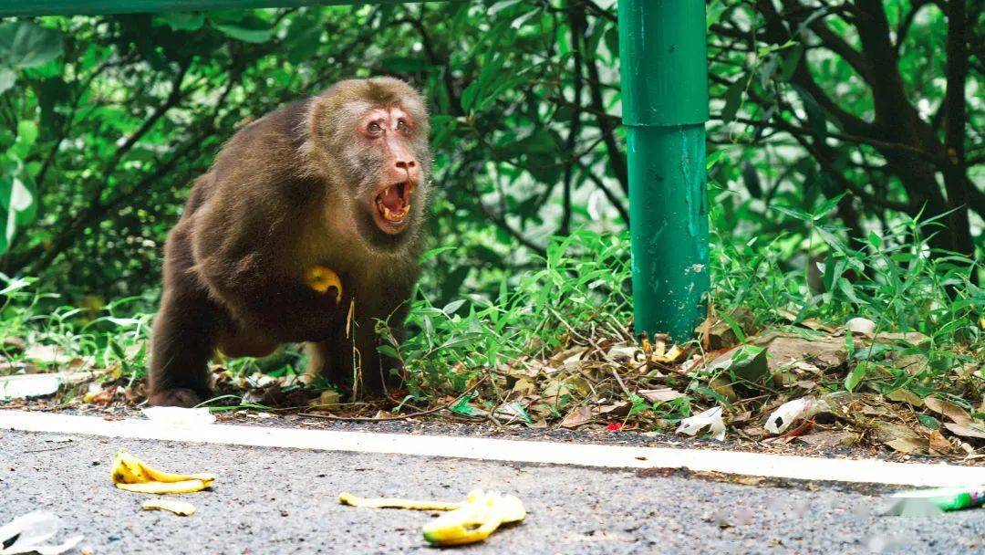 一群有趣的小动物呢~幸福公路展示馆除了六道弯的惊险外,猴子的可爱外