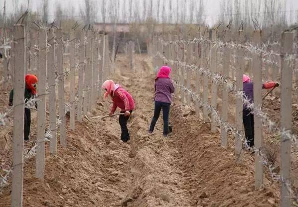 干货!一次性把葡萄酒的年份问题说清楚