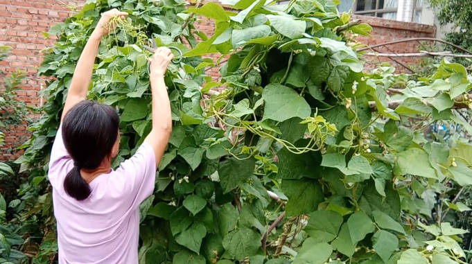 晚豆角秧什么时候掐尖最好时间选得对豆角长得就多