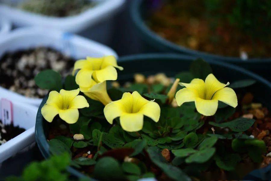 酢浆草已开200多种真的