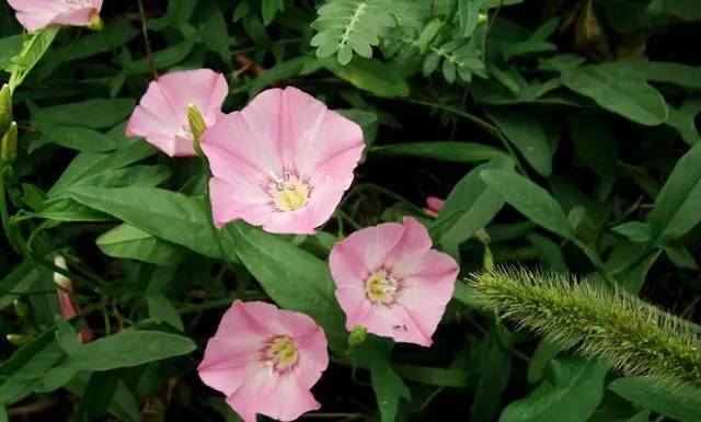 旋花科打碗花屬,別名 :小旋花,兔耳草.