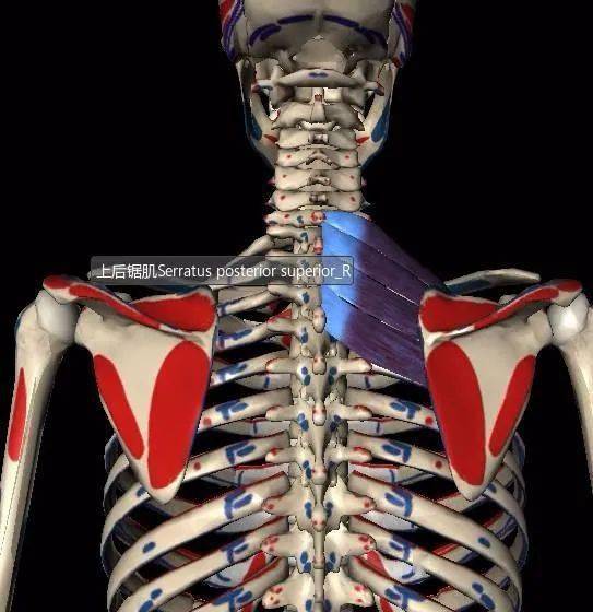 关于肩膀,上背部和上臂疼痛诊疗思路