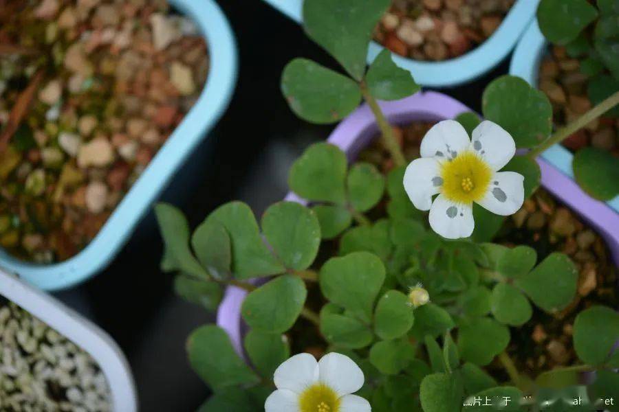 酢浆草已开200多种真的