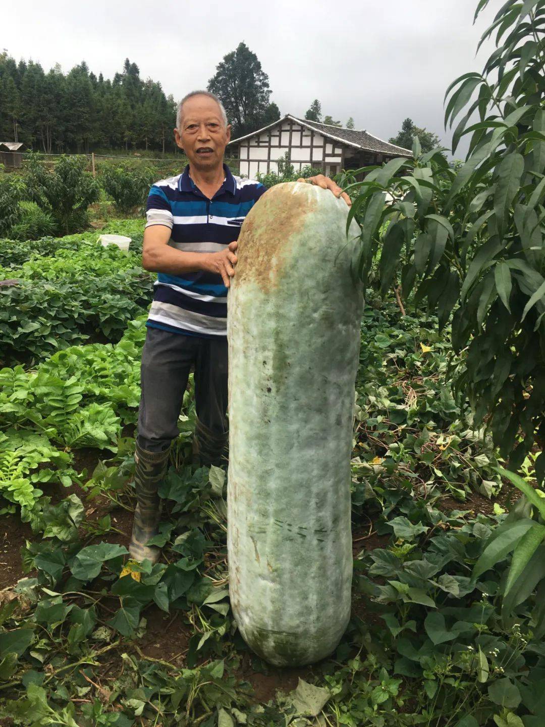 181斤明溪惊现罕见冬瓜王