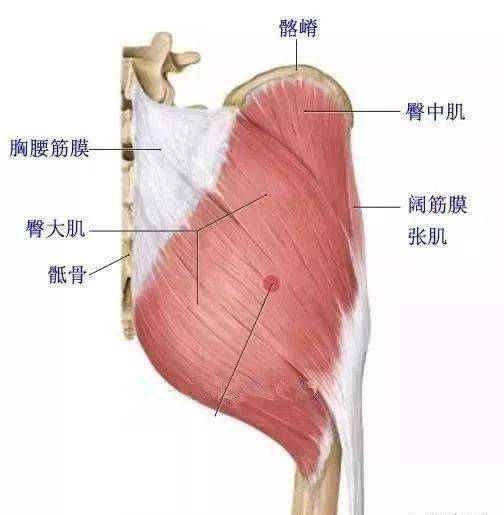 臀大,中,小肌的功能解剖及触诊